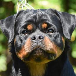 Dixy - Rottweiler