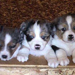 Miniature American Shepherds and Miniature Australian Shepherds from Eardley Acre Mini Aussie & American Shepherds