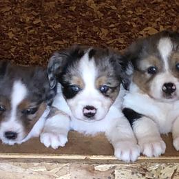 Miniature American Shepherds and Miniature Australian Shepherds from Eardley Acre Mini Aussie & American Shepherds