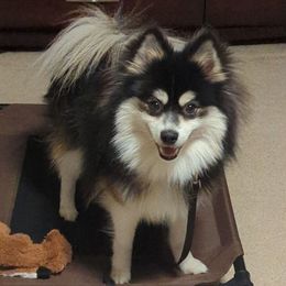 Shadow - Pomsky
