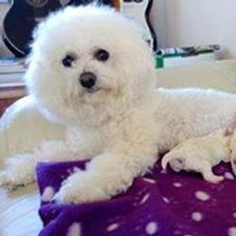 Dolly - Bichon Frise