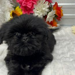 Princess. - Black female Shih Tzu puppy in Elgin, South Carolina from Silver Bells Paw Prints