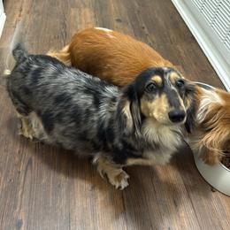 Anna - Dachshund