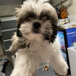 Trixie - Shih Tzu