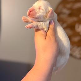 Kermitt - Cream male Dachshund puppy in Conway, Missouri from Ozark Mountain Kennel