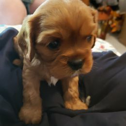 Cavalier King Charles Spaniel Puppies from Pleasant Meadows