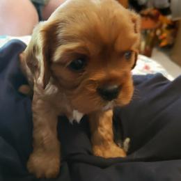 Cavalier King Charles Spaniel Puppies from Pleasant Meadows