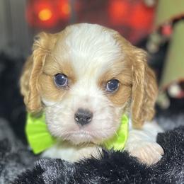 Tormund - Blenheim male Cavalier King Charles Spaniel puppy in Queen Creek, Arizona from Andresen's Cavaliers