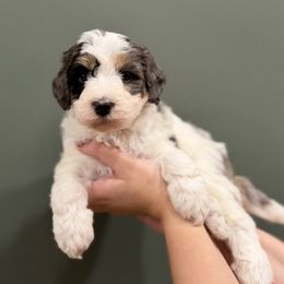 Girl 5 - female Bernedoodle puppy in Anchorage, Alaska from Anchorage Bernedoodles