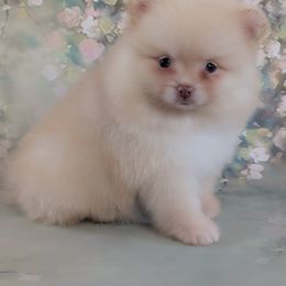 Australian Shepherd and Pomeranian Puppies from Sandy Aussies & Pomeranians