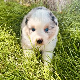 MAJOR - Blue merle male Australian Shepherd puppy in Vernal, Utah from Dancing M Kennels