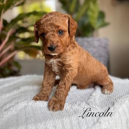 Cavapoo Puppies from Pawfect Fur Friends