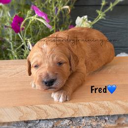 Fred - Apricot male Goldendoodle puppy in Lancaster, Minnesota from North Star Dog Training
