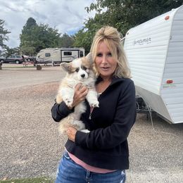 Miniature American Shepherd and Pembroke Welsh Corgi Puppies from Zugspitze Pembroke Welsh Corgis & Mini American Shepherds