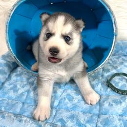 Adin - Gray and white male Siberian Husky puppy in Collins, Iowa from Homegrown Huskies