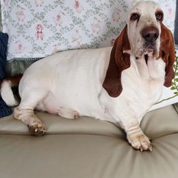 Goose - Basset Hound