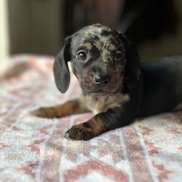 Vixen - Black and tan Dachshund puppy in Hawthorne, Florida from Circle M Dachshunds