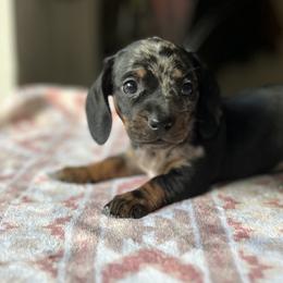 Vixen - Black and tan Dachshund puppy in Hawthorne, Florida from Circle M Dachshunds