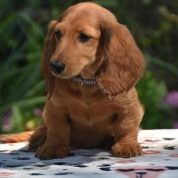 Brown - Red male Dachshund puppy in Hebron, Indiana from MCS Dachshunds