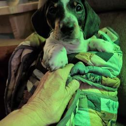 2 - Piebald male Dachshund puppy in Hartford, Tennessee from My Forever Baby