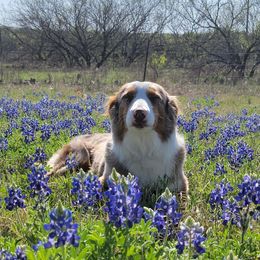 Roxie - Australian Shepherd