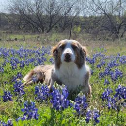 Roxie - Australian Shepherd