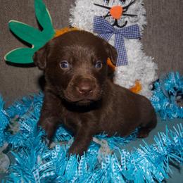No collar - Chocolate male Labrador Retriever puppy in Arlington, Washington from Stout's Hunting Labs and trsbullies