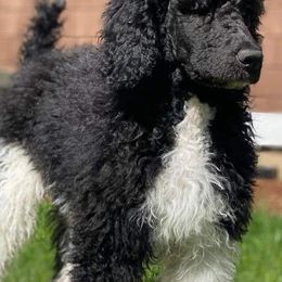 Poodles from Cindi's Poodles