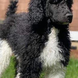 Poodles from Cindi's Poodles