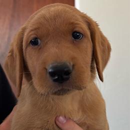 Diamond - Yellow female Labrador Retriever puppy in Melrose, New Mexico from ECMO Farm Dalmatians & Labrador Retrievers