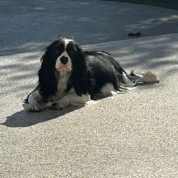 Kali - Cavalier King Charles Spaniel
