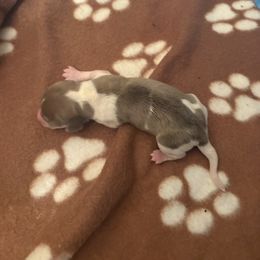 Girl 2 - Fawn (isabella) and cream female Dachshund puppy in Saint Paul, Minnesota from Vibrant Eyes Doxies