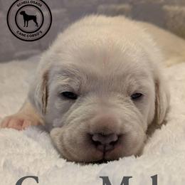 Gray - Fawn male Cane Corso puppy in Schell City, Missouri from Schell Osage Cane Corsos