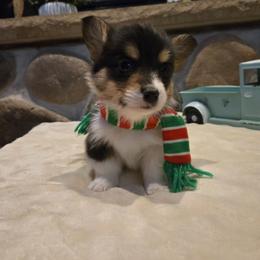 Boy 2 - Black and tan male Pembroke Welsh Corgi puppy in Necedah, Wisconsin from The 6Ks Paws and Hobbies