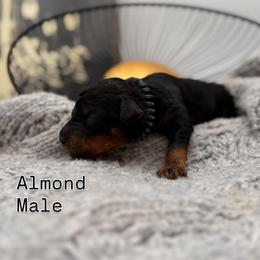 Almond - Phantom male Bernedoodle puppy in Ocala, Florida from Bernedoodles of Florida
