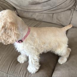 Tony - Buff male Cocker Spaniel puppy in Boise, Idaho from Kayceyz Cockers