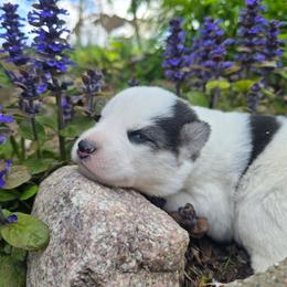 Kate - Black and white female Siberian Husky puppy in Addison, Michigan from Gray Run Siberian Huskies