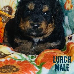 Lurch - Tri-color male Bernedoodle puppy in Beecher, Illinois from Erica’s Doodles