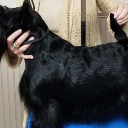 Glory - Scottish Terrier