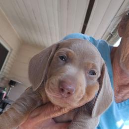 Larry - Fawn (Isabella) male Dachshund puppy in Sarasota County, Florida from Donna's Mini Joys