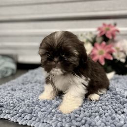 AKC Nala - Red and white female Shih Tzu puppy in Elgin, South Carolina from Silver Bells Paw Prints