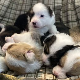 American Corgis and Pembroke Welsh Corgis from Salazar’s Corgis