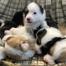 American Corgis and Pembroke Welsh Corgis from Salazar’s Corgis