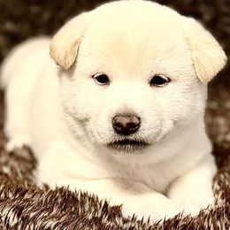 Selena - Cream female Shiba Inu puppy in Trenton, Nebraska from Prairie Shibas