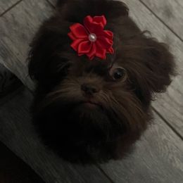 Maite - Shih Tzu