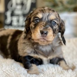 Dachshunds from The Doxie King