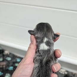 Bluie tri girl - Gray and white female American Corgi puppy in Loretto, Kentucky from Duncan's Border Collies and Corgis