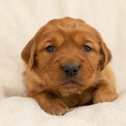 Golden Retriever puppies from Stormy Hill Golden Retrievers