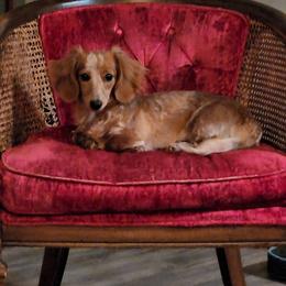 Lucy - Dachshund