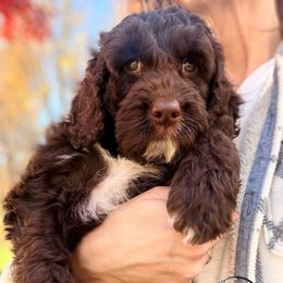 Bruno - Liver and white male Springerdoodle puppy in Kendall, New York from Family Raised Doodles